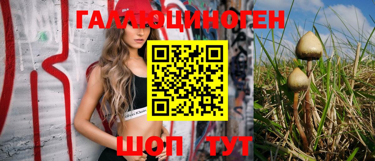 Галлюциногенные грибы Psilocybe Дербент